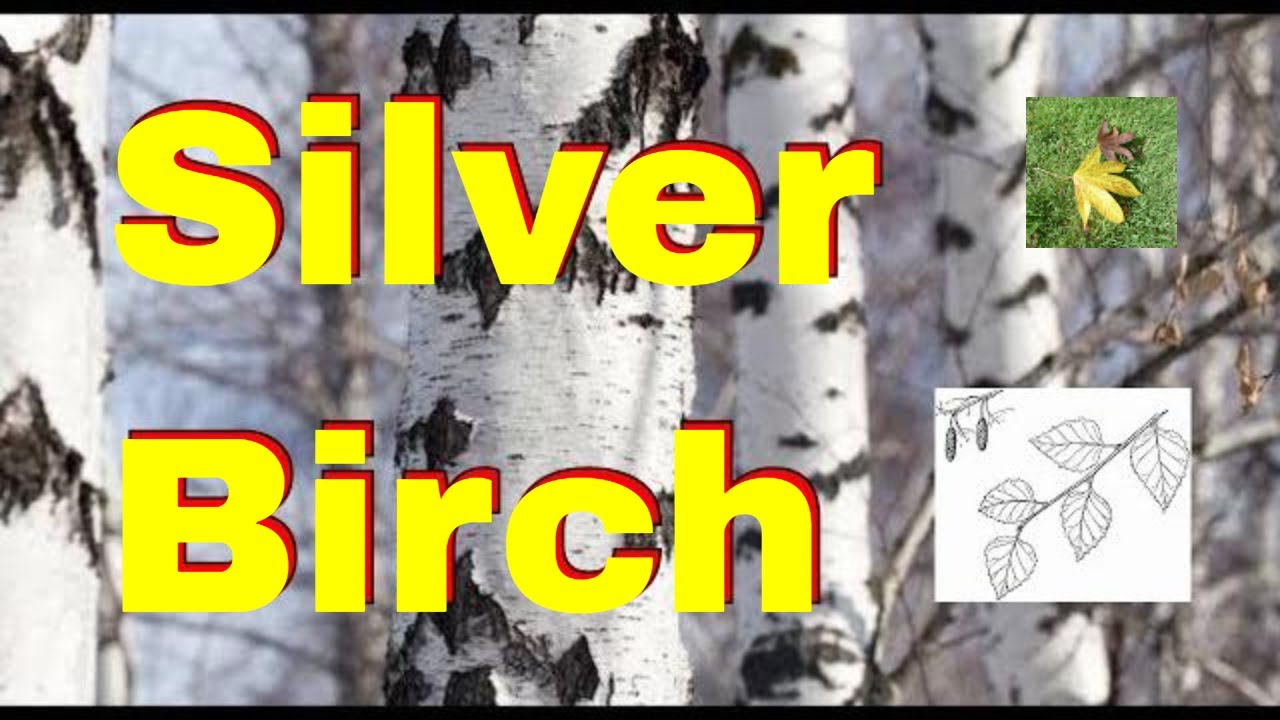 Tree Id Silver Birch Tree Identification Uk Betula Pendula Native Bushcraft Trees Youtube