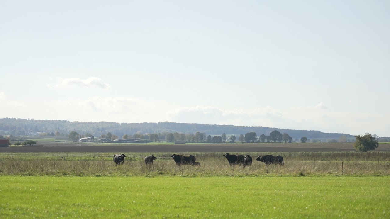 Ökologischer Ausgleich beim Bau der A 49 (III): Zusammenwirken von Ausgleichs- und Ersatzmaßnahmen