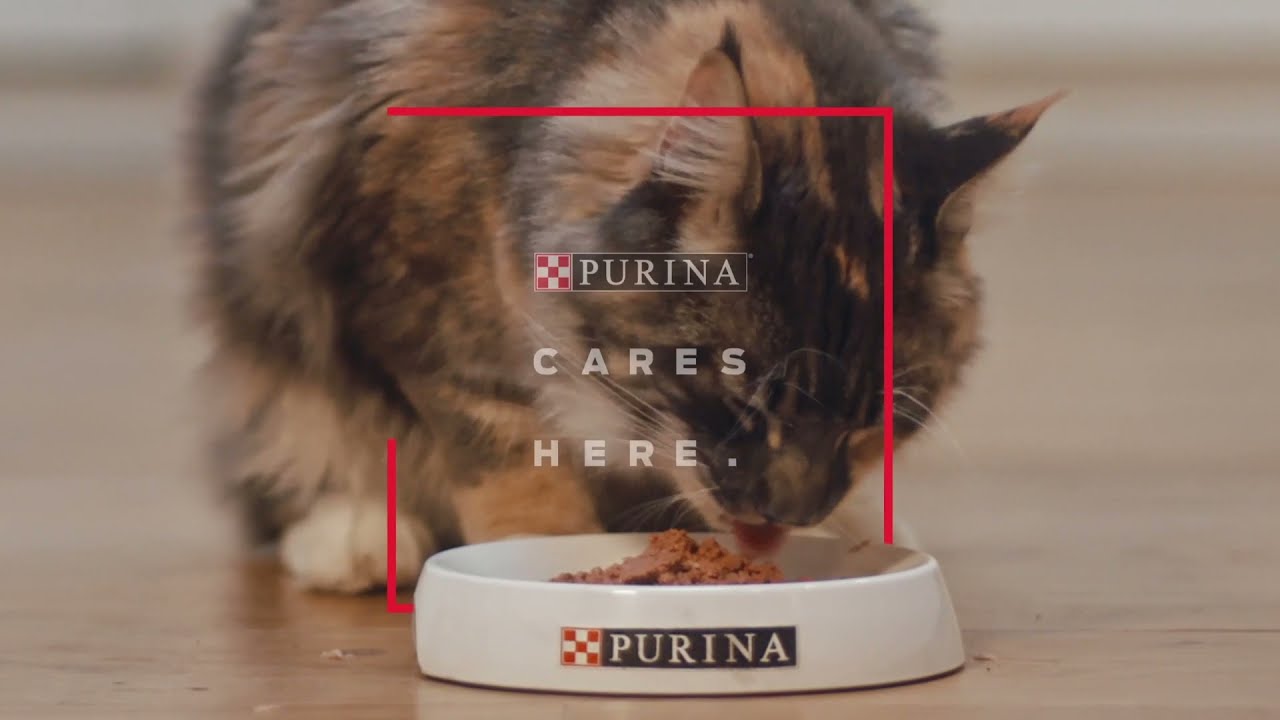 Purina Cares' Commitment To Recycling Purina YouTube