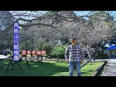 [桃園賞梅景點] 帶你搭公車到角板山行館看梅花，梅園有200多棵梅樹享受白色浪漫！