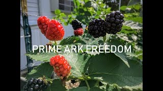 Cara menanam blackberry sampai berbuah di daerah panas