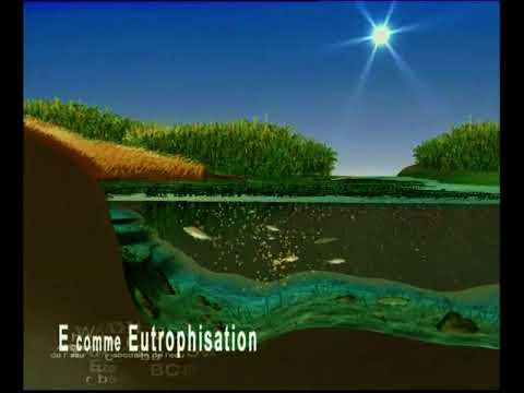 Vidéo: Quelles sont les causes de l'eutrophisation des masses d'eau?