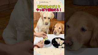 兄貴犬が餃子を拒否した理由ｗ