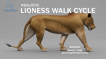 Lioness Realistic Walk cycle Animation 🦁🦁🦁