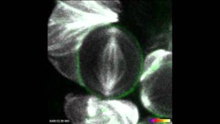Cleavage furrow Cleavage Furrow Forms