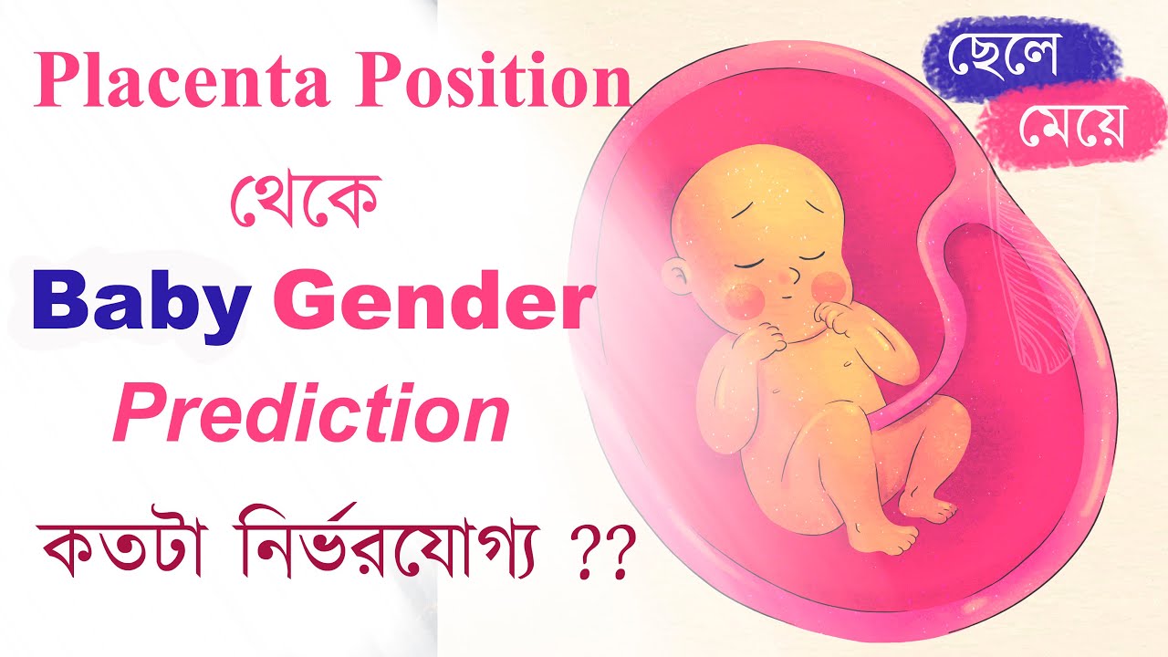 প্লাসেন্টা থেকে বেবী জেন্ডার নির্ধারণ | Placenta Position and Baby Gender | The Bong Parenting