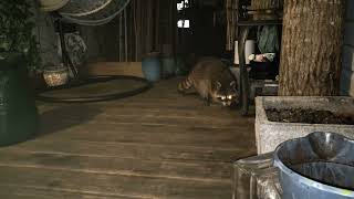 Unexpected Visitor: Wild Raccoon on My Deck  #8