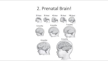 13.2. Prenatal Brain, Fundamentals of Cognitive Neuroscience Course, Session 13, Part 2