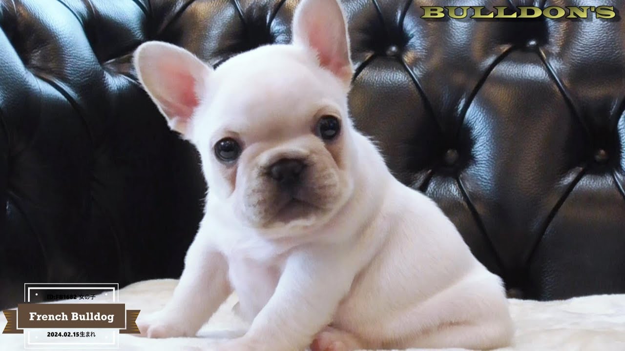 ☆フレンチブルドッグ☆子犬☆ーブサカワ専門犬舎ーBULLDON