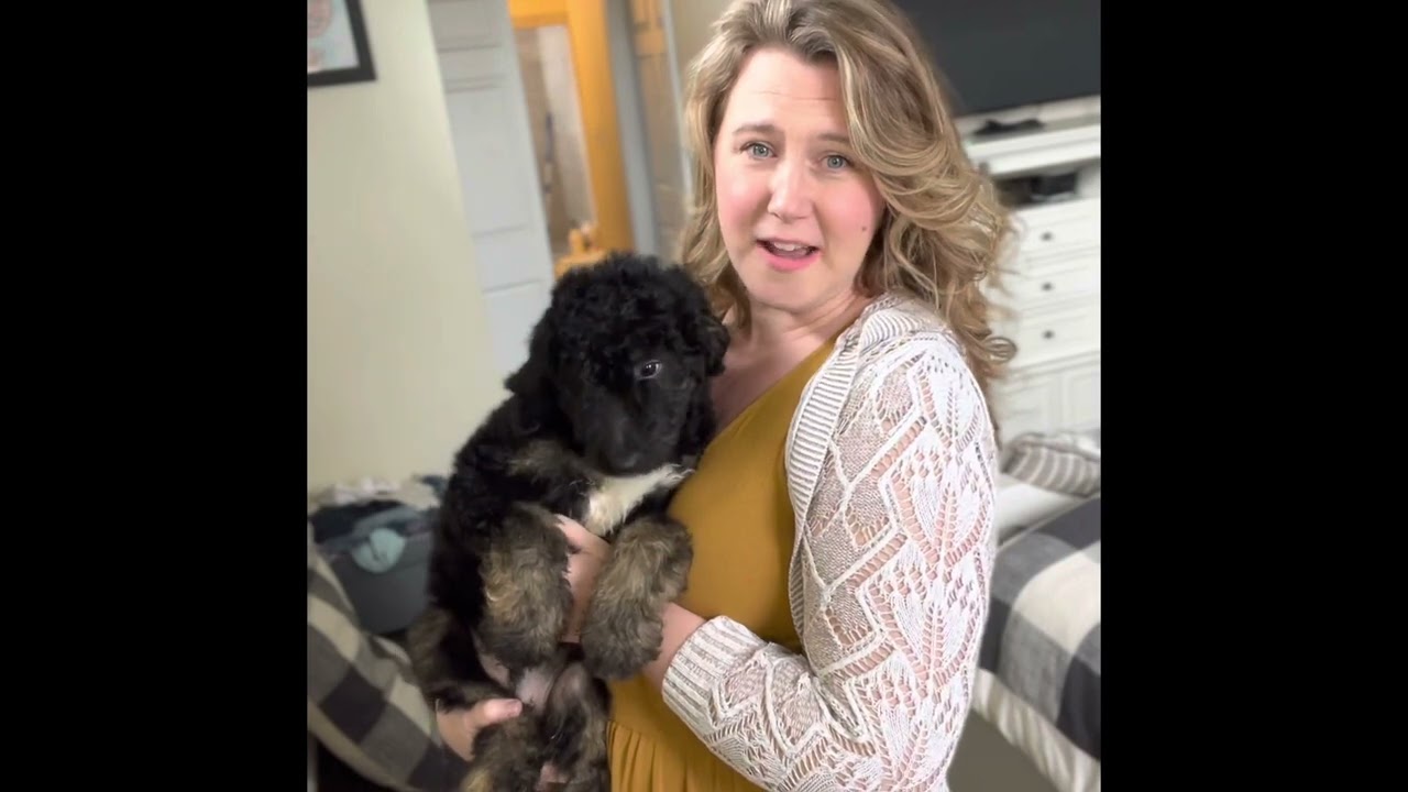 F1BB standard size Goldendoodle phantom markings Black and Tan 10