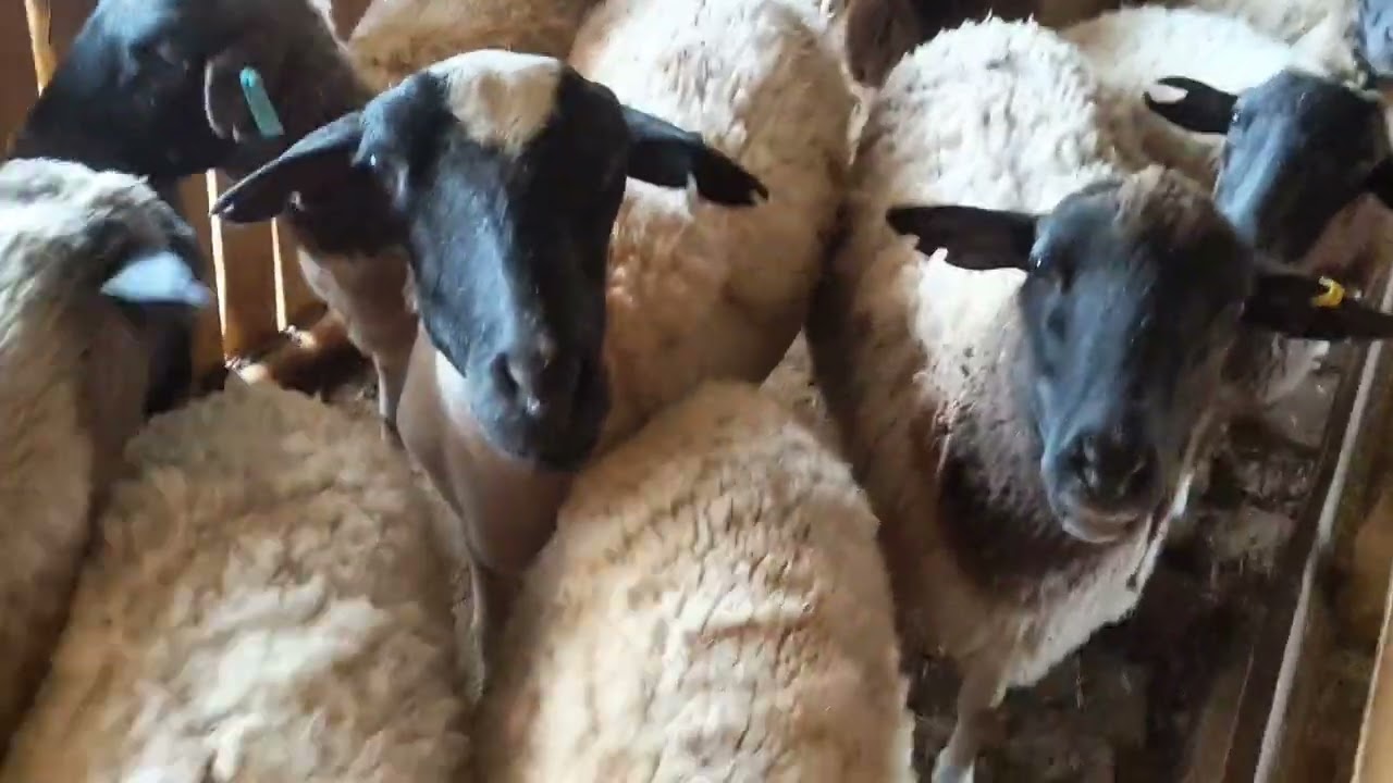 Zero grazed Sheep🤯🤯🤯