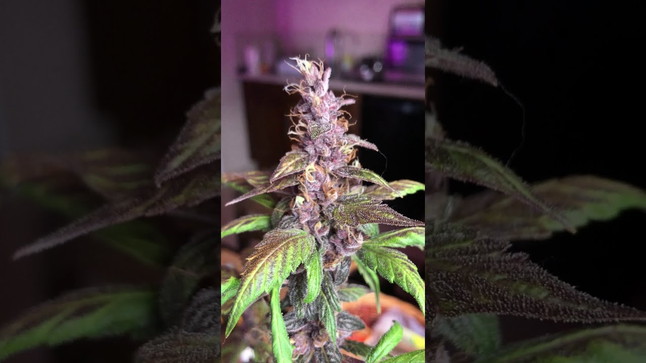 Cannabis grow, Delicious Seeds Auto Dark Purple.