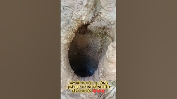 CÂY RỪNG ĐỘC LẠ BỘNG QUÁ ĐẸP TRONG RỪNG SÂU TÂY NGUYÊN HÙNG VĨ VIỆT NAM