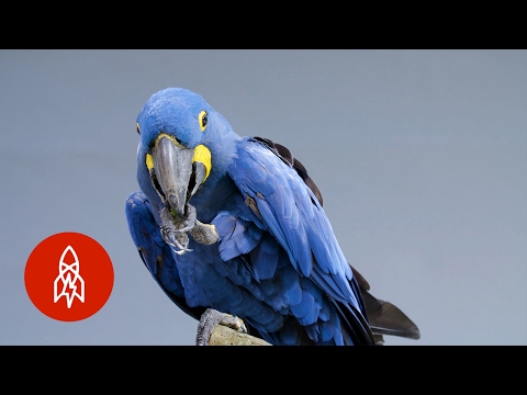 Meet The Biggest And Bluest Parrot In The World
