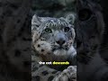 The Ghost of the Himalayas Strikes in Silence 🐆