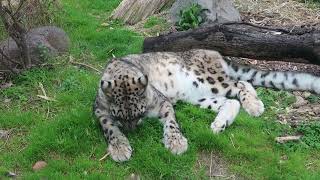 #2 March 2024 Snow leopard at Oji zoo, Kobe, Japan