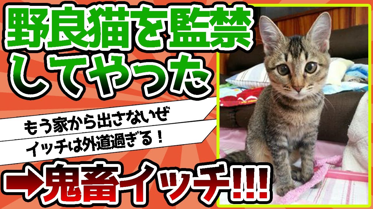 【2ch動物スレ】野良猫を監禁してやった←これは鬼畜イッチwwww