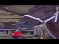 Anime Girl Voice Talking Horse Meme Anime Girl Voice Talking Horse Meme