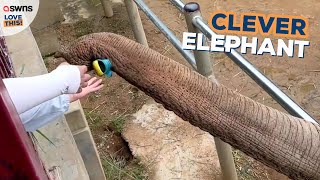 Clever elephant returns visitor's shoe after it fell into enclosure 🐘👟 | LOVE THIS! by SWNS 846 views 4 days ago 42 seconds