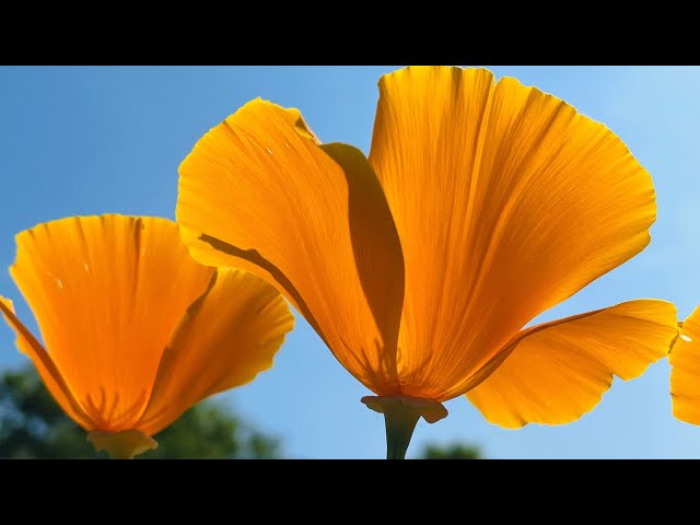 California Poppy 🌼😍🌼 class=