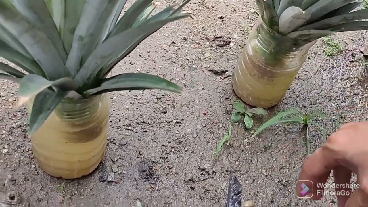 Tanam Nanas MD2 Tepi Rumah ‖ Tiap Bulan Panen