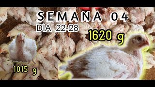 Crianza de Pollo Cobb 500. Semana # 04 (4 / 7)