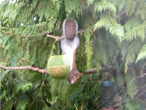 squirrel and mouse