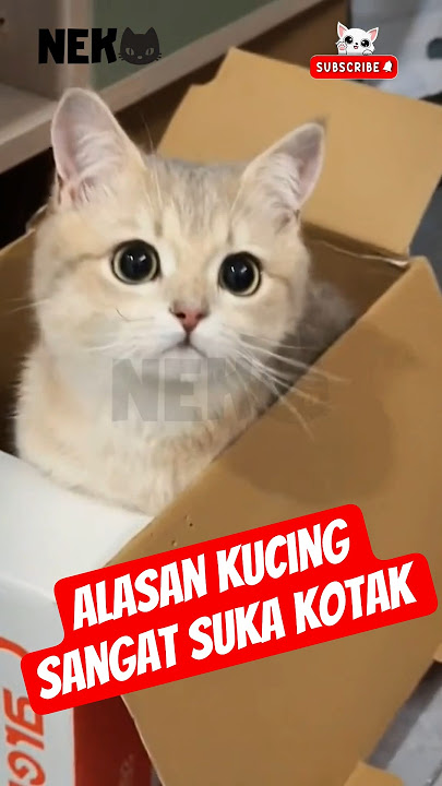 Alasan Kucing Suka Kotak #kucing #cats #vidioshort #shorts #shortsfeed #fyp #faktakucing #short