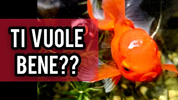 Cosa si può mettere con i pesci rossi?