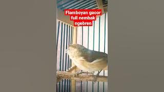 suara burung flamboyan gacor full nembak ngebren