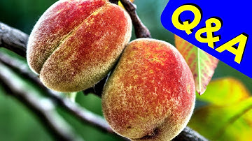 Foliar Feed Peach Trees (Q&A)