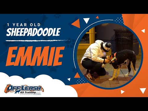 fear-reactive,-emmie-|-unleash-the-fury-|-fear-reactive-dog-training