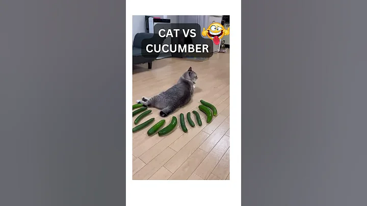 Watch the video about Cat's funny reaction ! Cucumber vs Cat