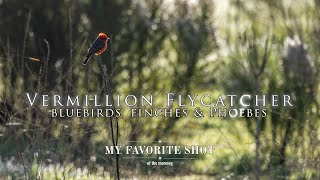 Vermillion Flycatcher, bluebirds, finches & phoebes | Canon R7 & RF 100-500mm lens - rig of choice! Vermillion Flycatcher, bluebirds, finches & phoebes | Canon R7 & RF 100-500mm lens - rig of choice!