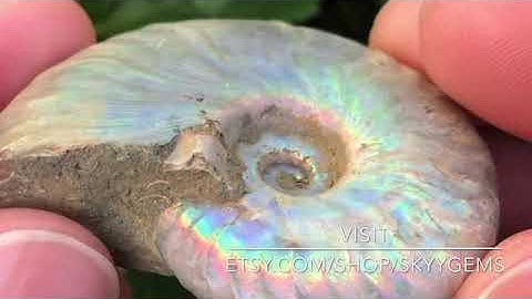 SkyyGems||Iridescent Ammonite Fossil||ASMR