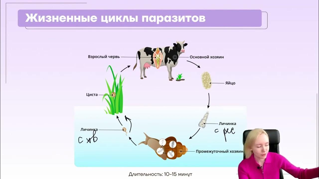 схема жизненного цикла печеночного сосальщика. жизненный цикл печёного сосальщика. циклы развития червей паразитов таблица биология. жизненный цикл сосальщиков схема. цикл развития печеночного сосальщика биология.