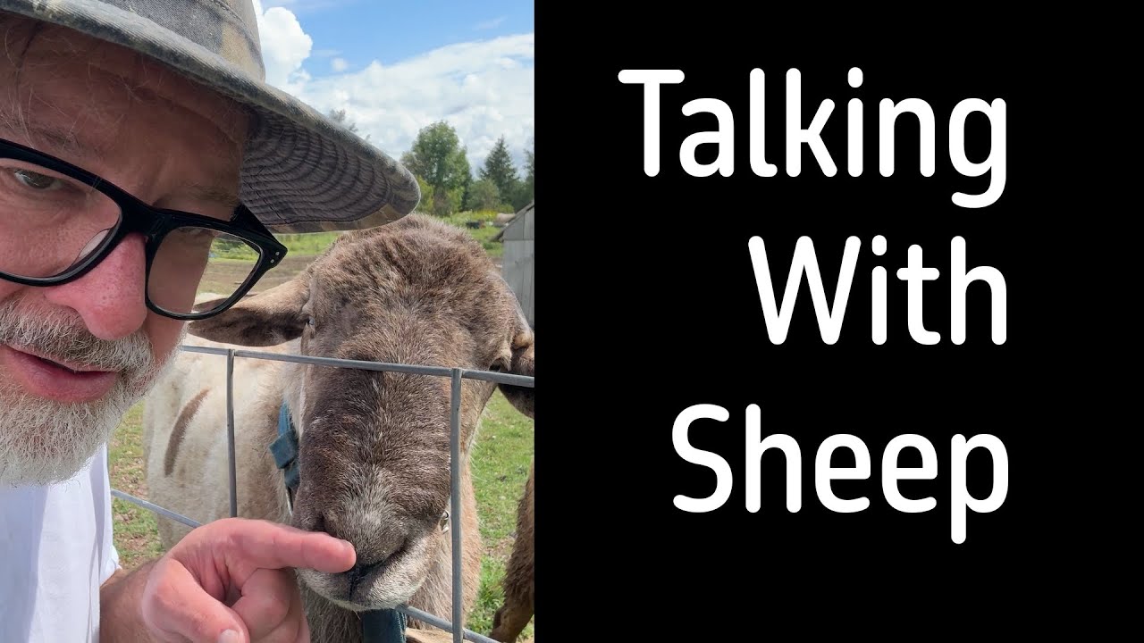I Spent a Day with Sheep to Understand God