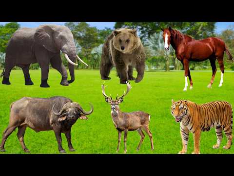 Majestic Animals: Tigers, Elephants, Horses, Wild Buffaloes, Deer, Bears