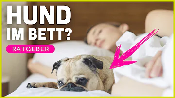 Was für Tiere können im Bett sein?