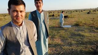 Amu Deryanın Kenarindeki Türkmen Obaları