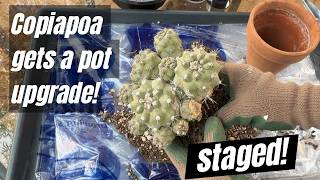 Copiapoa Humilis Installé Dans Des Pots Permanents