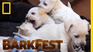 Prepare Yourself For Puppy Playtime | BarkFest