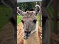 The Animal That Spits at Its Enemies