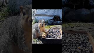Fox Squirrel