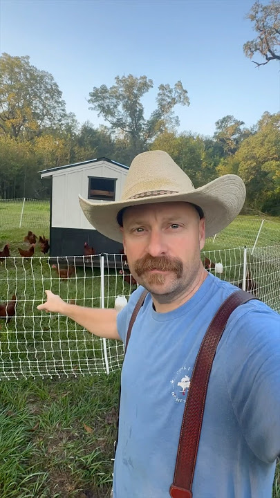 Overgrazed Land? Chickens Can Heal It!!