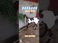 Bahadur cattle cow rooffarm goat  abluck futurechamp