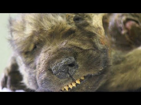 Video: 12.000 jaar oude ijshond kan tot een echte Jurassic Bark leiden