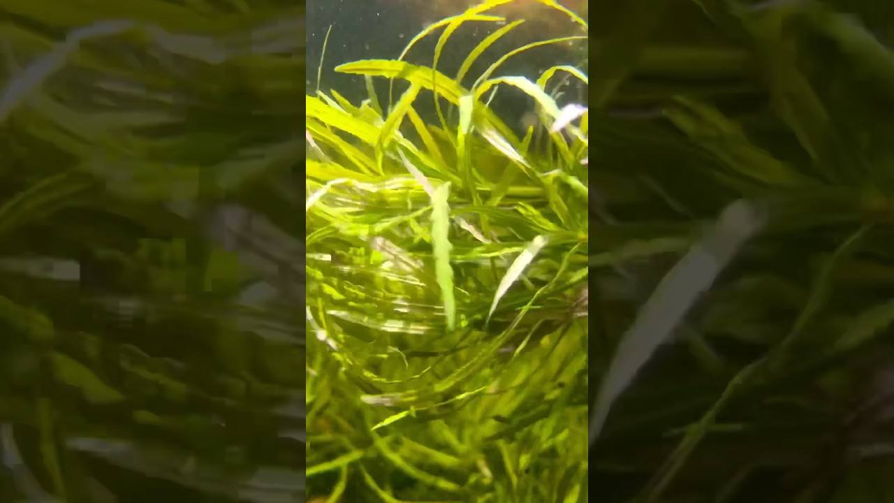 POGOSTEMON STELLATA “OCTOPUS” Aquarium Plant For Sale! YouTube