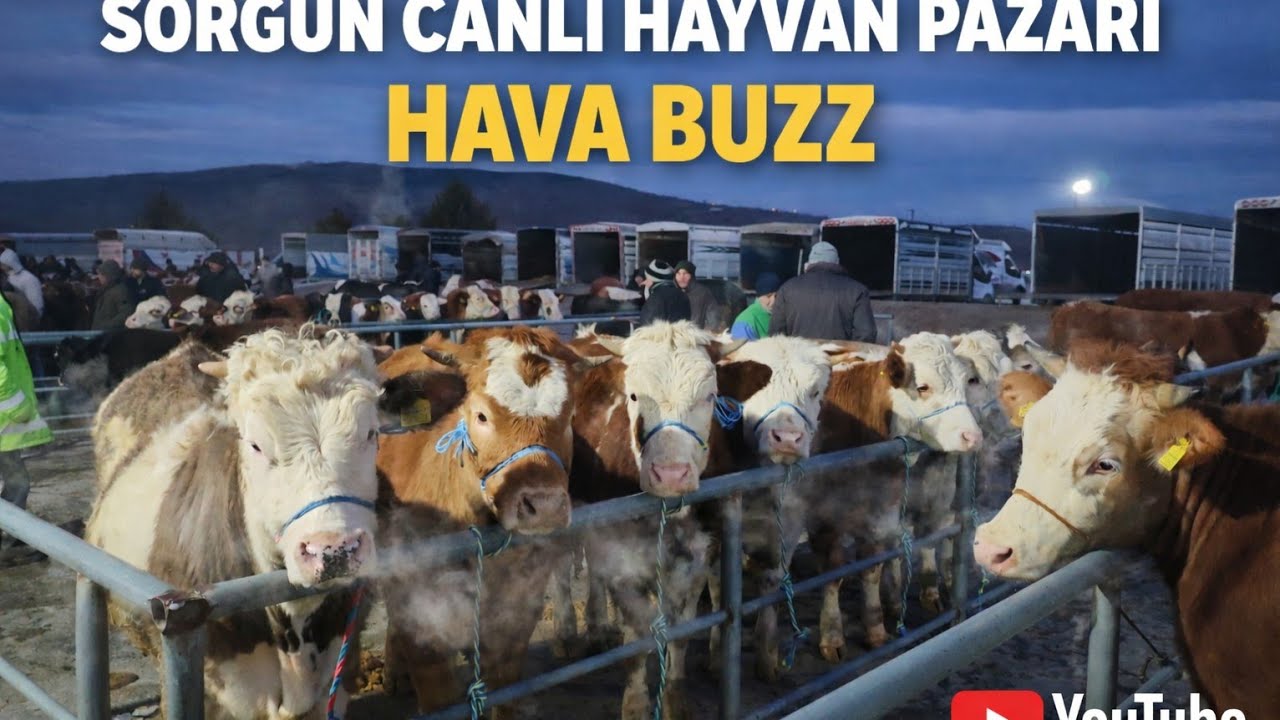 💥🇹🇷SORGUN CANLI HAYVAN PAZARI 19 Şubat Perşembe 2. Bölüm 🇹🇷💥