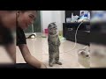 Cute and funny baby catss compilation 2021  pets hub